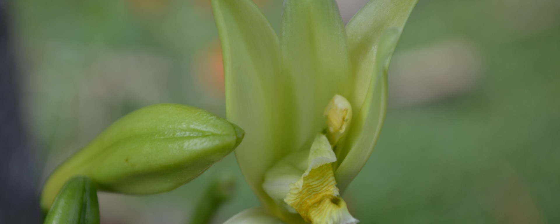 Vanille de La Reunion