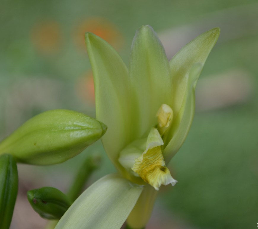 Vanille de La Reunion
