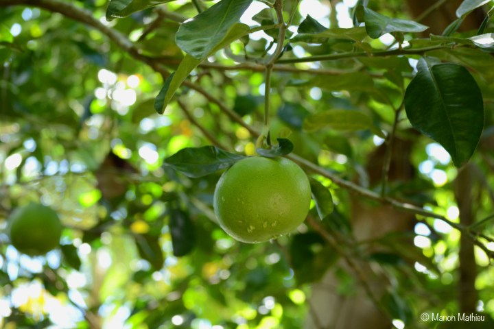  Pamplemousse chinois